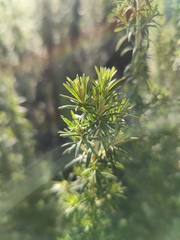 Cassinia aculeata aculeata