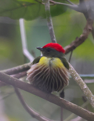 Machaeropterus eckelberryi