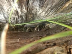 Thamnophis brachystoma