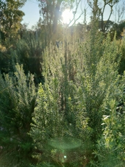 Cassinia aculeata aculeata