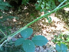 Rubus schleicheri