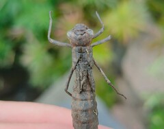 Aeshna grandis