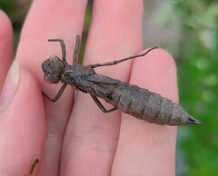 Aeshna grandis