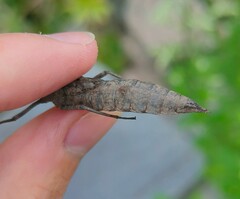 Aeshna grandis