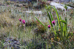 Castilleja lemmonii