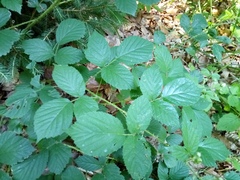 Rubus schleicheri