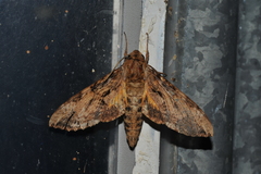 Isognathus rimosa