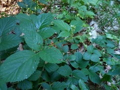 Rubus schleicheri