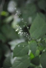 Circaea canadensis