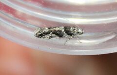 Parachronistis albiceps