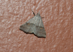 Tetanolita mutatalis