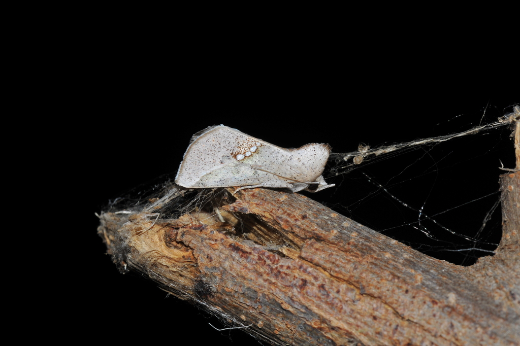 Hypsoropha franclemonti