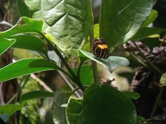 Callicore lyca aerias