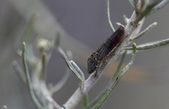 Homalodisca liturata