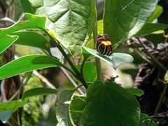 Callicore lyca aerias