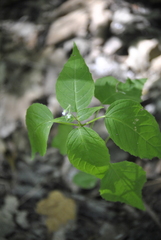Circaea canadensis