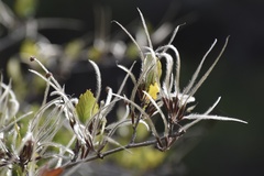 Cercocarpus betuloides blancheae