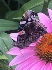 Vanessa atalanta