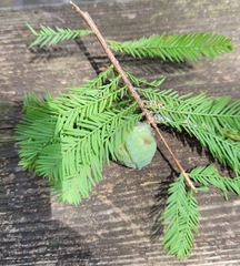 Taxodiomyia cupressiananassa