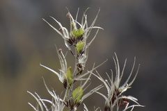 Cercocarpus betuloides blancheae