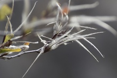 Cercocarpus betuloides blancheae