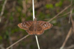 Ephyriades brunnea