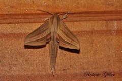 Xylophanes loelia