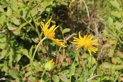 Doronicum austriacum