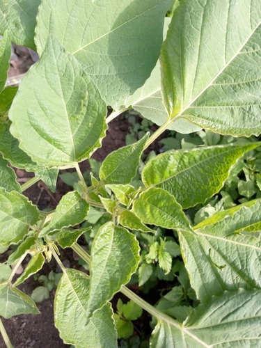 Cape gooseberry