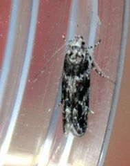 Parachronistis albiceps