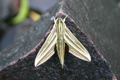 Xylophanes titana