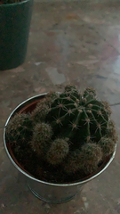 Echinopsis
