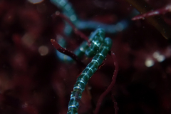 Chaetomorpha spiralis