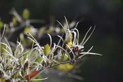 Cercocarpus betuloides blancheae