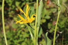 Doronicum austriacum