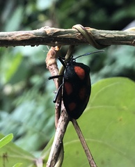 Brachystethus rubromaculatus