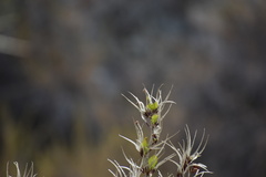 Cercocarpus betuloides blancheae