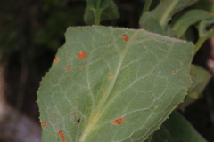 Doronicum austriacum