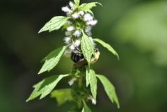 Bombus bimaculatus