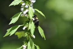 Bombus bimaculatus