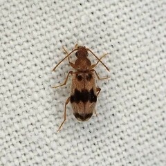 Notoxus calcaratus