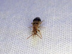 Notoxus calcaratus