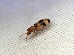 Notoxus calcaratus