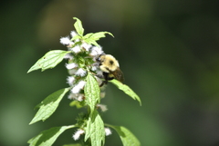 Bombus bimaculatus