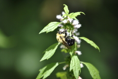 Bombus bimaculatus
