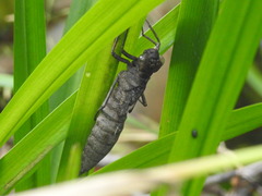 Aeshna grandis