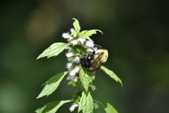 Bombus bimaculatus