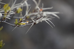Cercocarpus betuloides blancheae