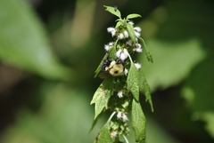 Bombus bimaculatus
