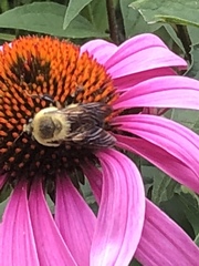 Bombus griseocollis